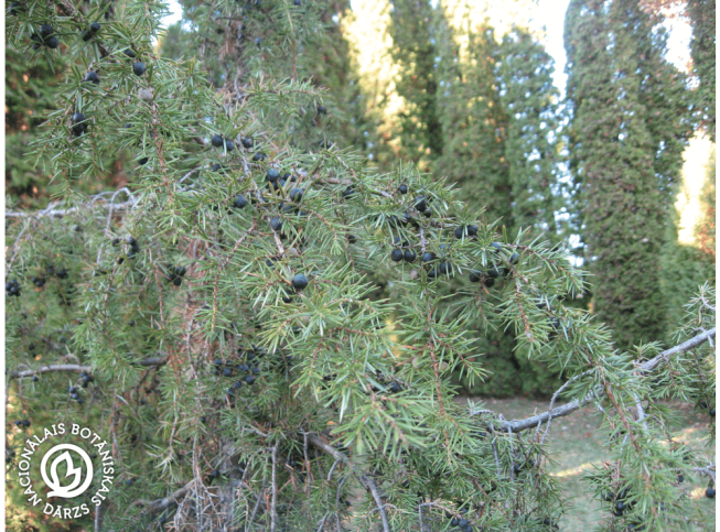 Juniperus communis